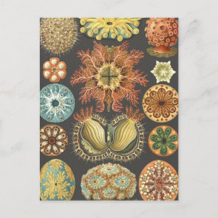 Tarjeta postal de Ilustracion de las ardillas mari