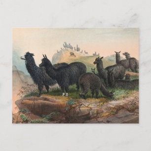 Tarjeta postal de ilustración de libro de alpacas