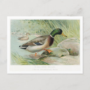 Tarjeta postal de Ilustracion de mallard Duck Vint
