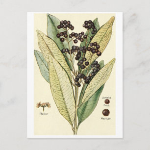 Tarjeta postal de ilustracion de pimienta de época