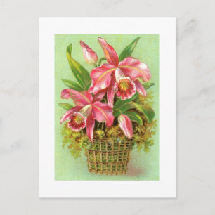Tarjeta postal de imagen de época de orquídeas ros