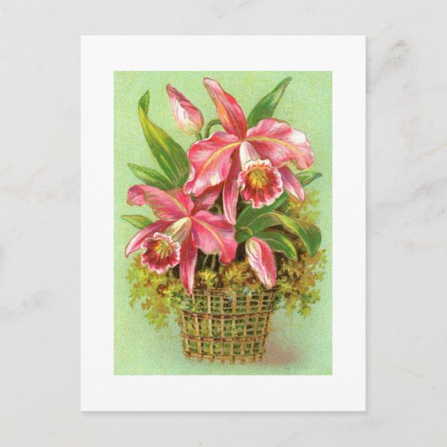 Tarjeta postal de imagen de época de orquídeas ros (Anverso)