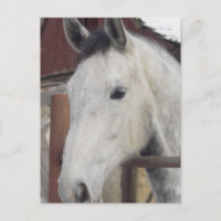 Tarjeta postal de imágenes de caballo árabe blanco