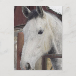 Tarjeta postal de imágenes de caballo árabe blanco