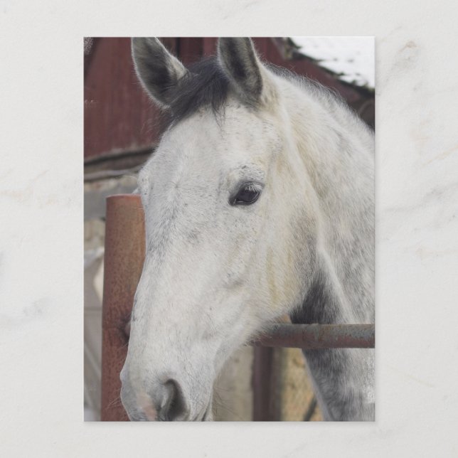 Tarjeta postal de imágenes de caballo árabe blanco (Anverso)