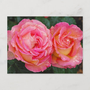 Tarjeta postal de impresión de dos rosas rosadas