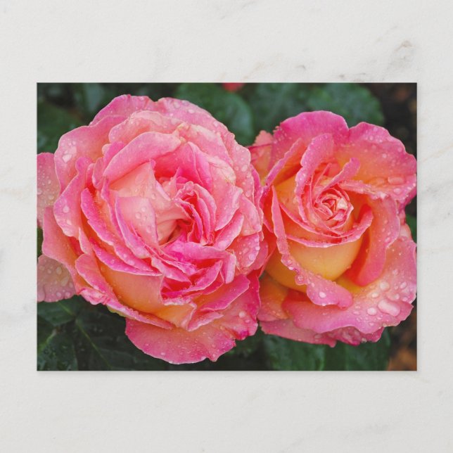 Tarjeta postal de impresión de dos rosas rosadas (Anverso)