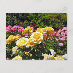 Tarjeta postal de impresión de rosas amarillas