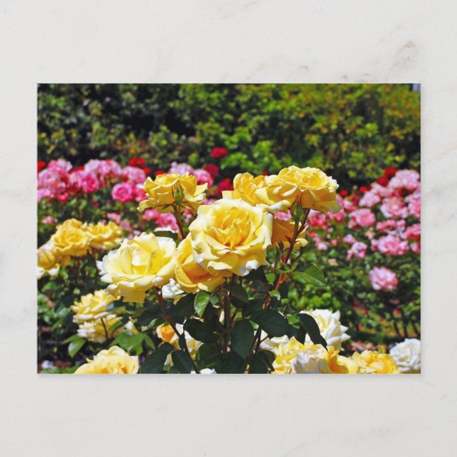 Tarjeta postal de impresión de rosas amarillas (Anverso)