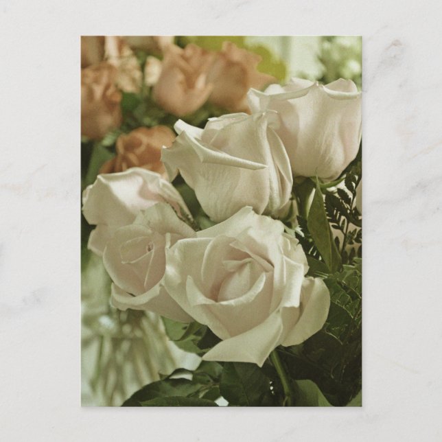 Tarjeta postal de impresión de rosas blancas vinta (Anverso)