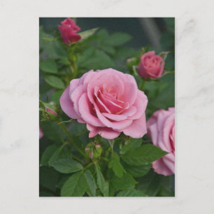 Tarjeta postal de impresión de rosas rosadas de pr
