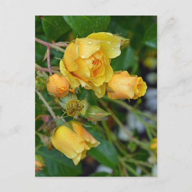 Tarjeta postal de impresión floral para rosas de p (Anverso)