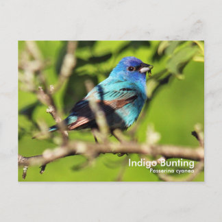 Tarjeta postal de indigo Bunting