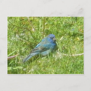Tarjeta postal de indigo Bunting