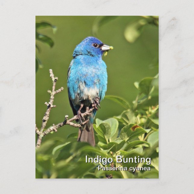 Tarjeta postal de indigo Bunting (Anverso)