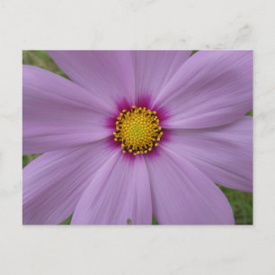Tarjeta postal de inicio de cierre de Cosmea rosa