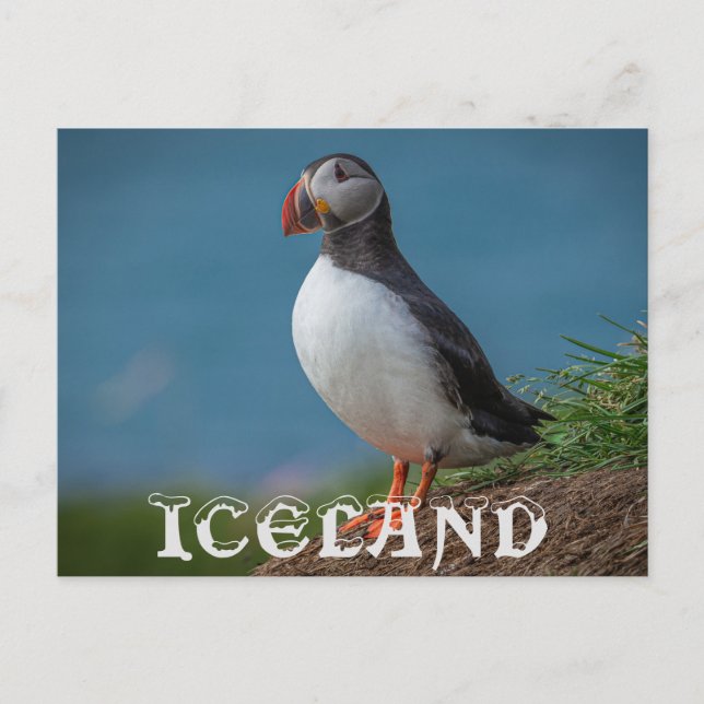TARJETA POSTAL DE ISLANDIA PUFFIN (Anverso)