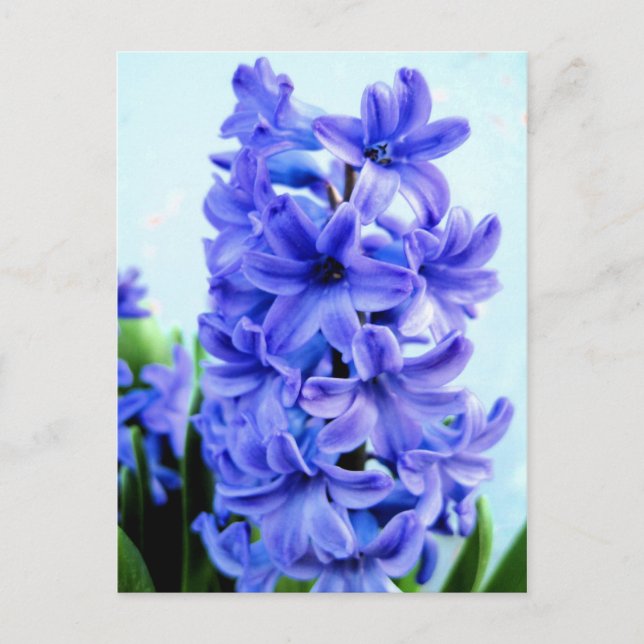 Tarjeta postal de jacinto azul (Anverso)