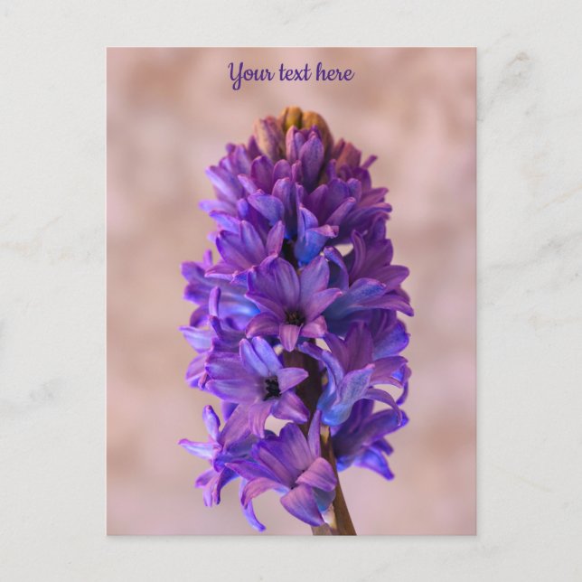 Tarjeta postal de jacinto azul (Anverso)