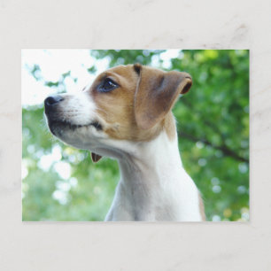 Tarjeta postal de Jack Russell Dog