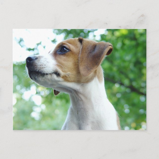 Tarjeta postal de Jack Russell Dog (Anverso)