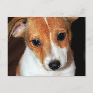 Tarjeta postal de Jack Russell Terrier Puppy