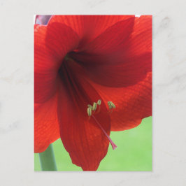 Tarjeta postal de jardín de flores de amarilis roj