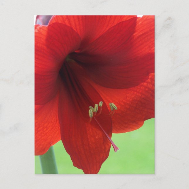 Tarjeta postal de jardín de flores de amarilis roj (Anverso)