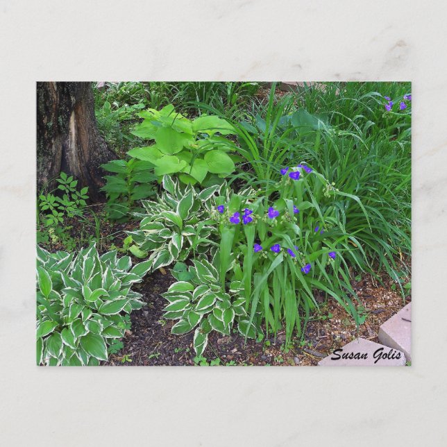 Tarjeta postal de jardín de Hosta con flores púrpu (Anverso)