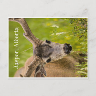 Tarjeta postal de Jasper