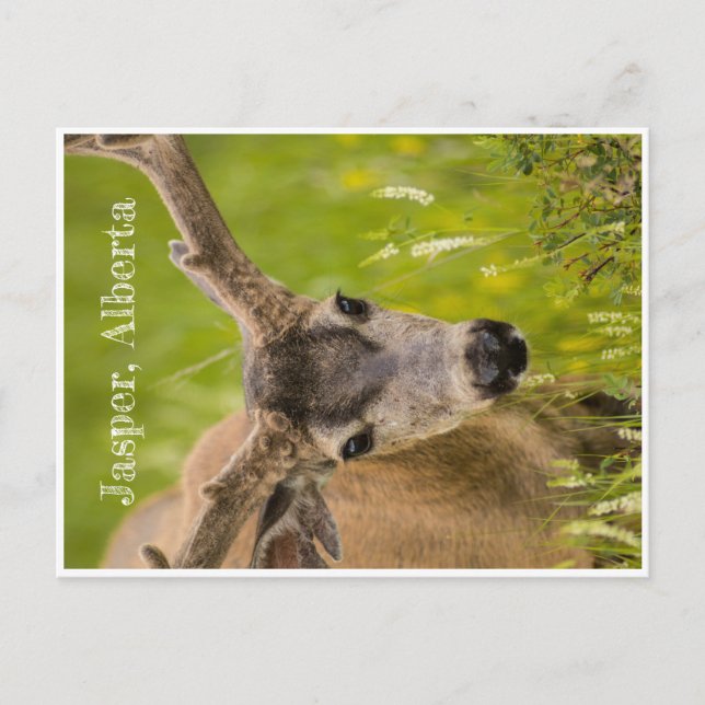 Tarjeta postal de Jasper (Anverso)