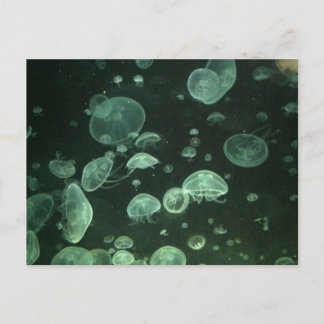 Tarjeta postal de Jellyfish