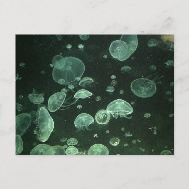 Tarjeta postal de Jellyfish (Anverso)