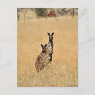 Tarjeta postal de Kangaroos Australianos