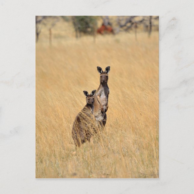 Tarjeta postal de Kangaroos Australianos (Anverso)
