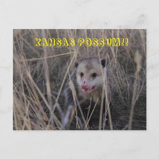 Tarjeta postal de Kansas Possum. (Anverso)
