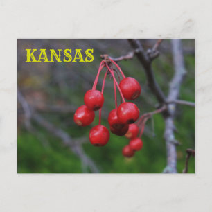 Tarjeta postal de Kansas Red Berries