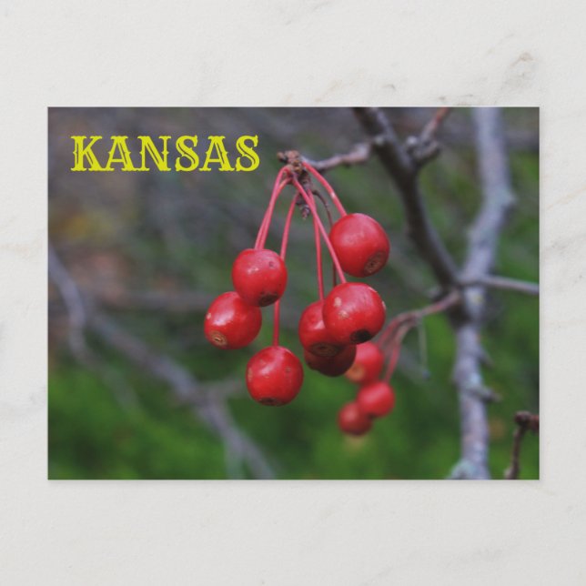 Tarjeta postal de Kansas Red Berries (Anverso)