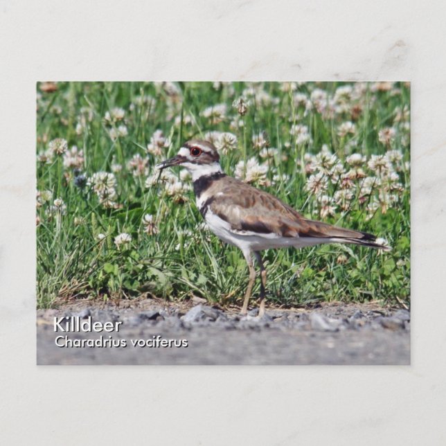 Tarjeta postal de Killdeer (Anverso)