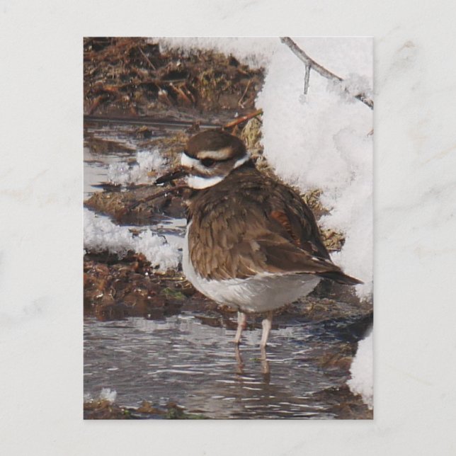 Tarjeta postal de Killdeer (Anverso)