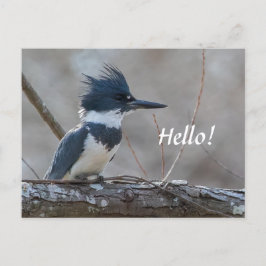 Tarjeta postal de Kingfisher amaestrada