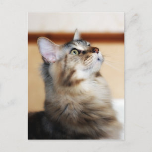 Tarjeta postal de Kitten - Gato de Maine Coon