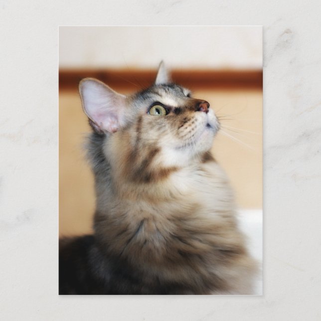 Tarjeta postal de Kitten - Gato de Maine Coon (Anverso)