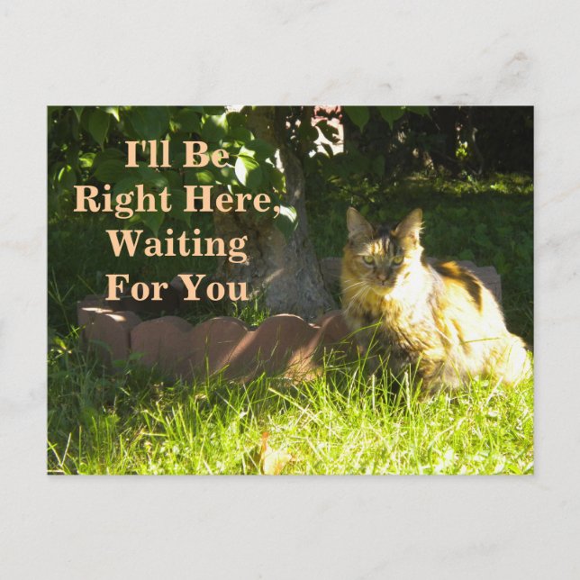 Tarjeta postal de Kitty Waiting/Missing You (Anverso)