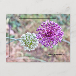 Tarjeta postal de la cebolla de Yorktown – Virgini
