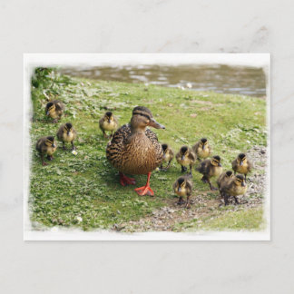 Tarjeta postal de la familia Duck