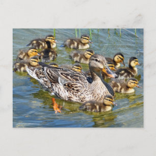 Tarjeta postal de la familia Duck