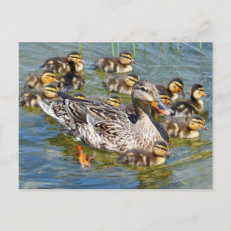 Tarjeta postal de la familia Duck