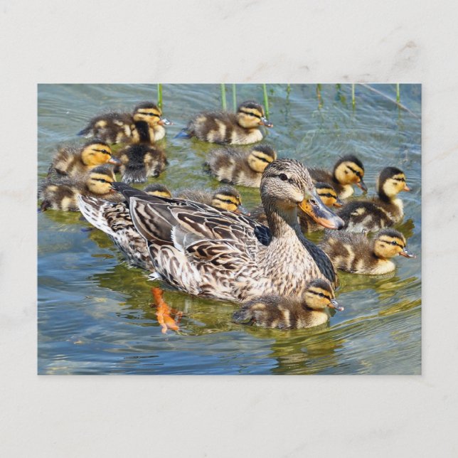 Tarjeta postal de la familia Duck (Anverso)