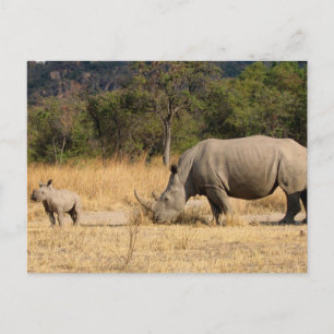 Tarjeta postal de la familia Rhinoceros